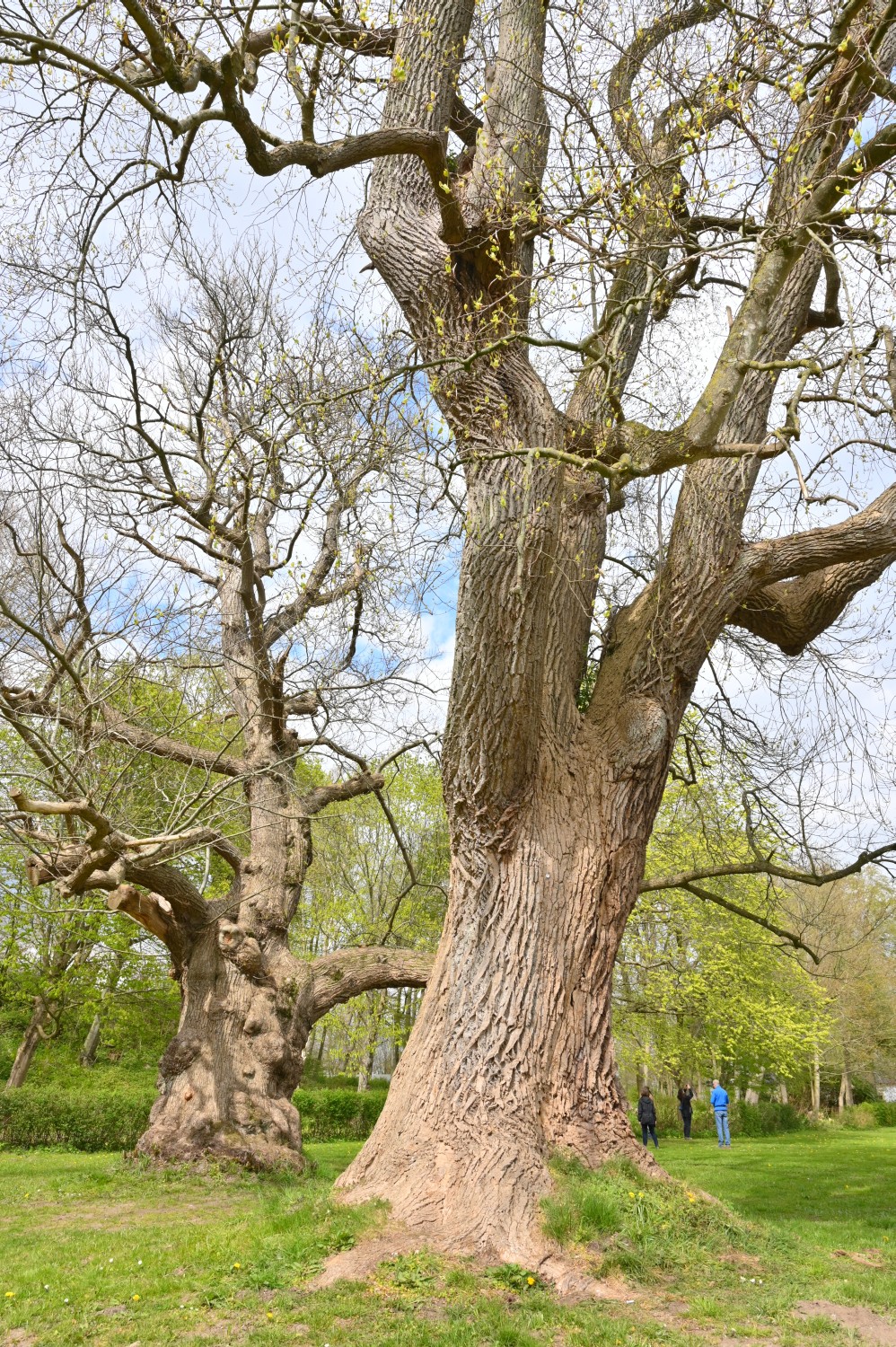Liriodendron tulipifera - Stiftung Louisenlund - 2022