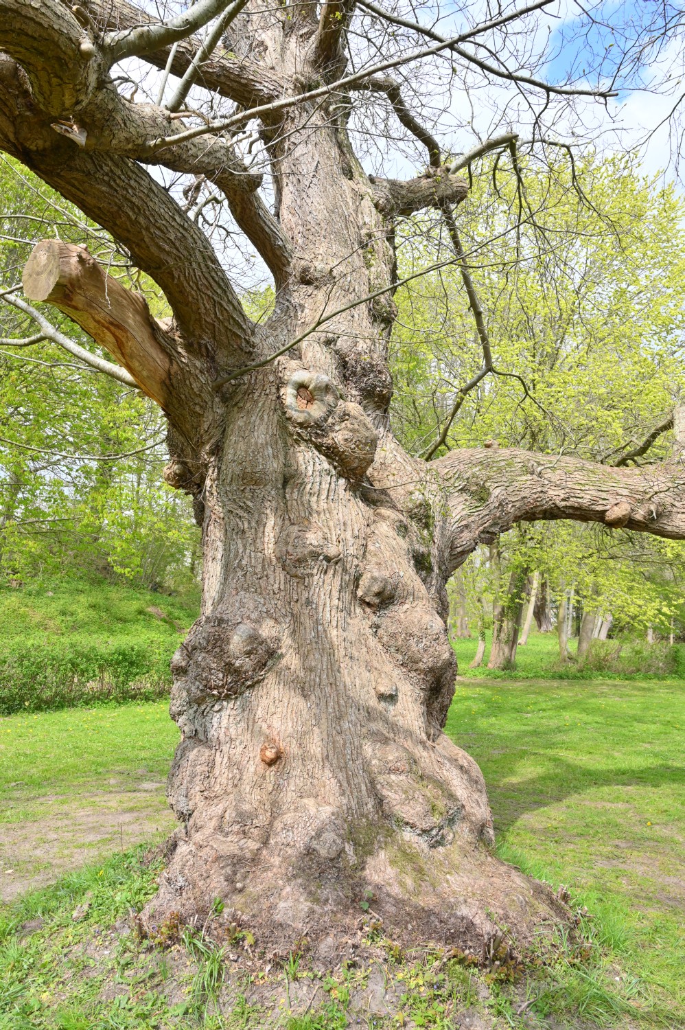 Castanea sativa - Stiftung Louisenlund - 2022