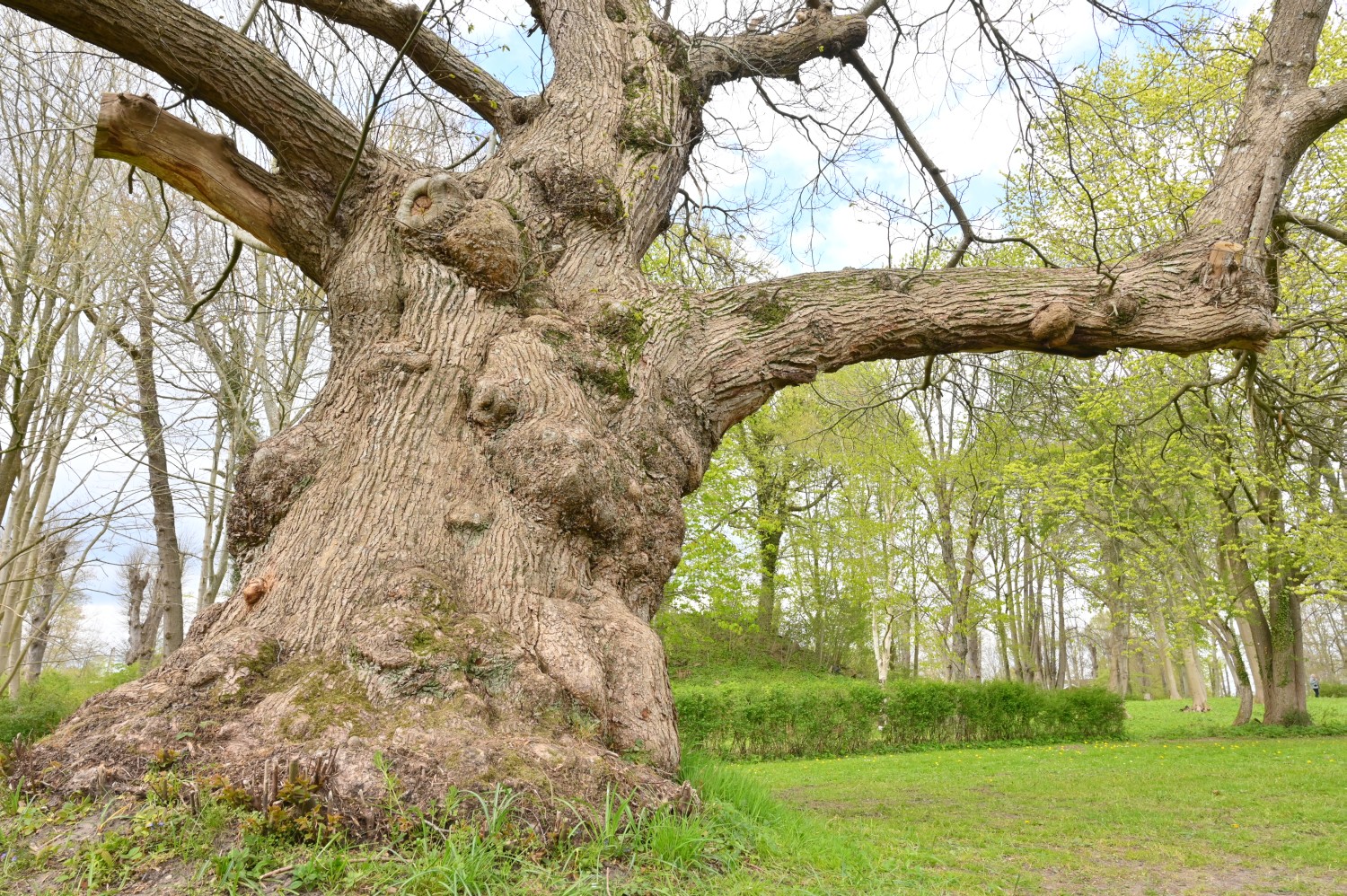 Castanea sativa - Stiftung Louisenlund - 2022