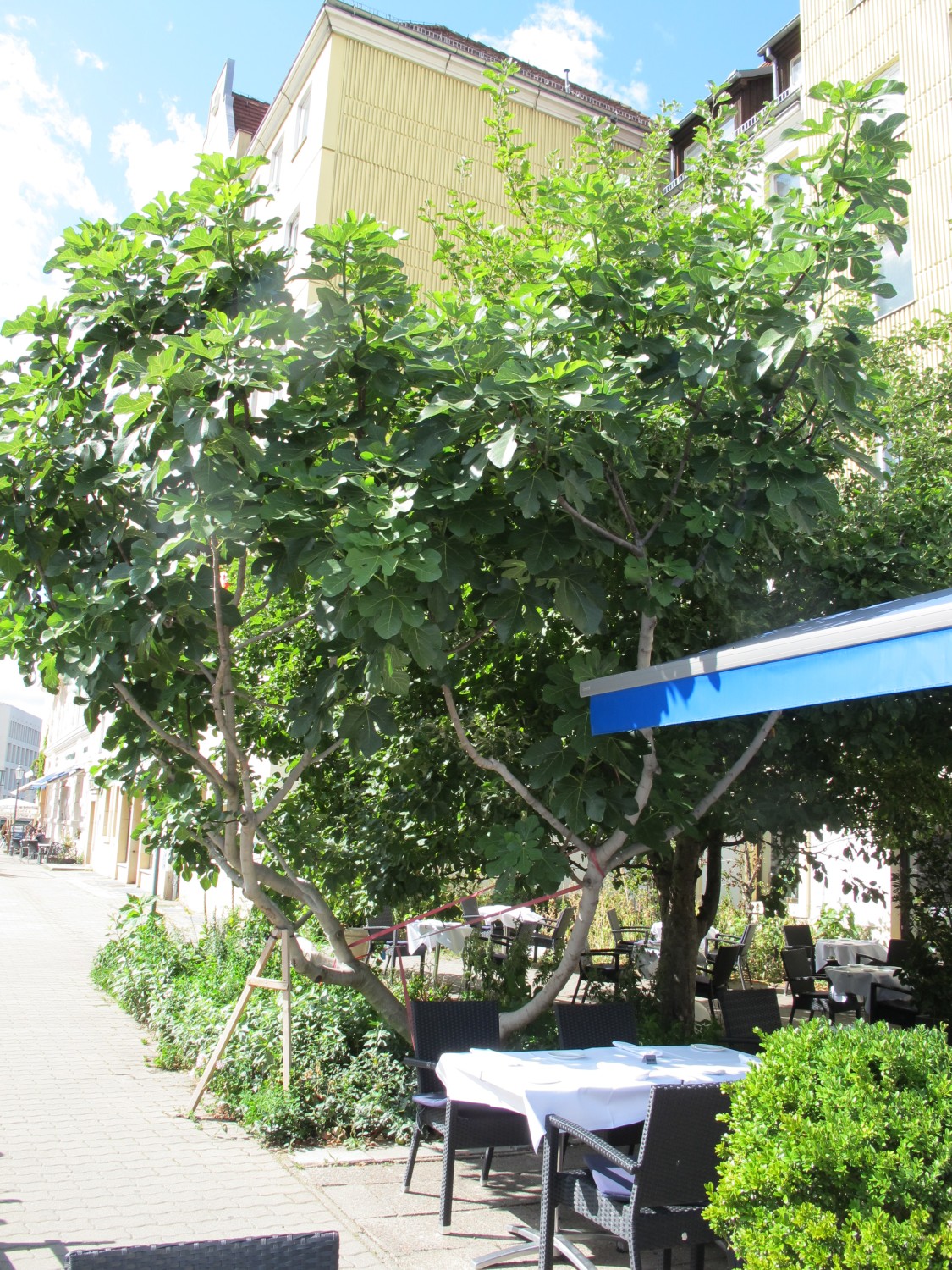 Ficus carica - Berlin-Mitte - 2022