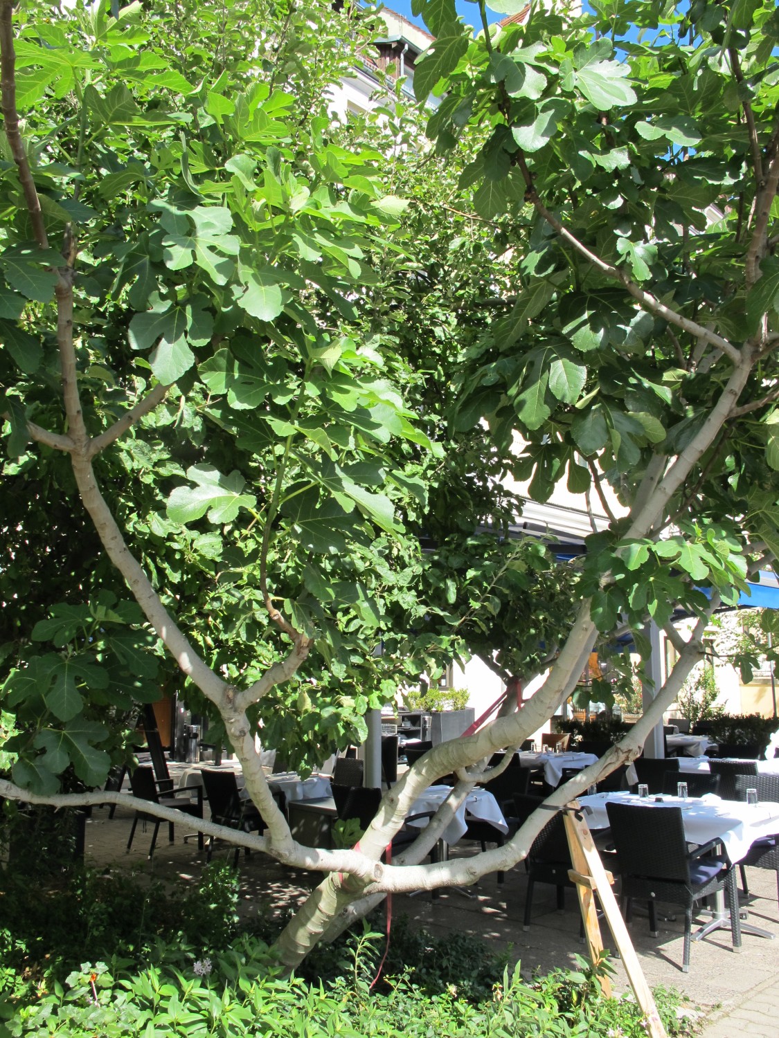 Ficus carica - Berlin-Mitte - 2022