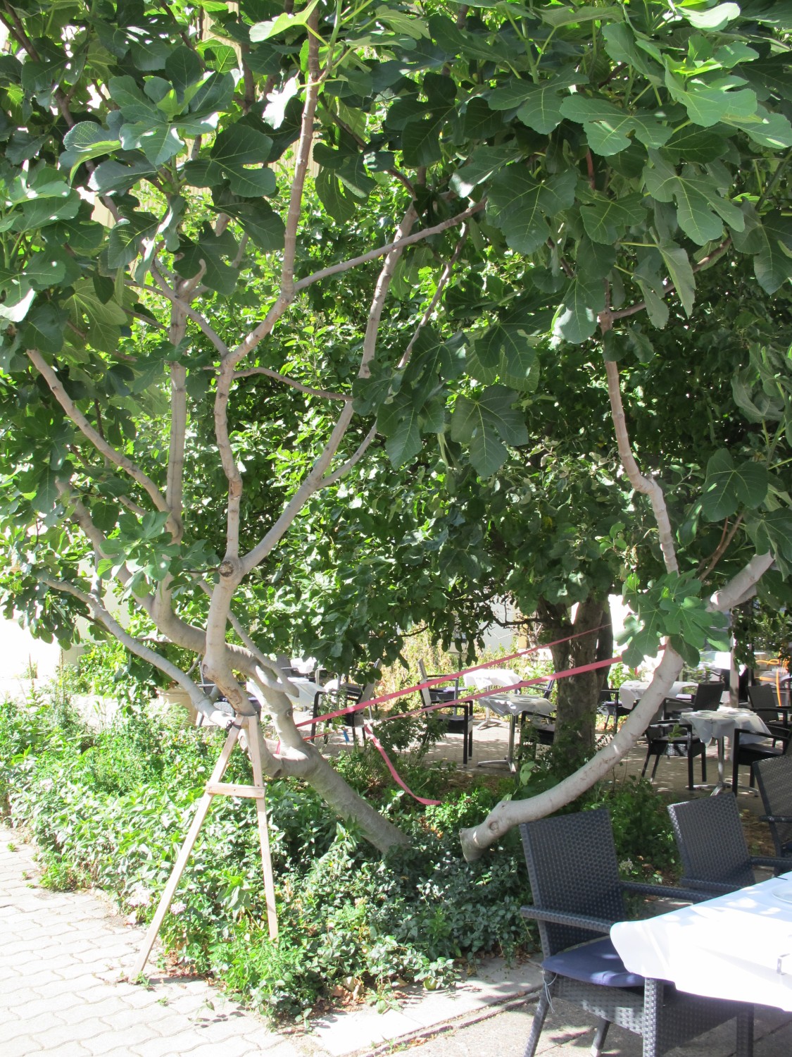 Ficus carica - Berlin-Mitte - 2022