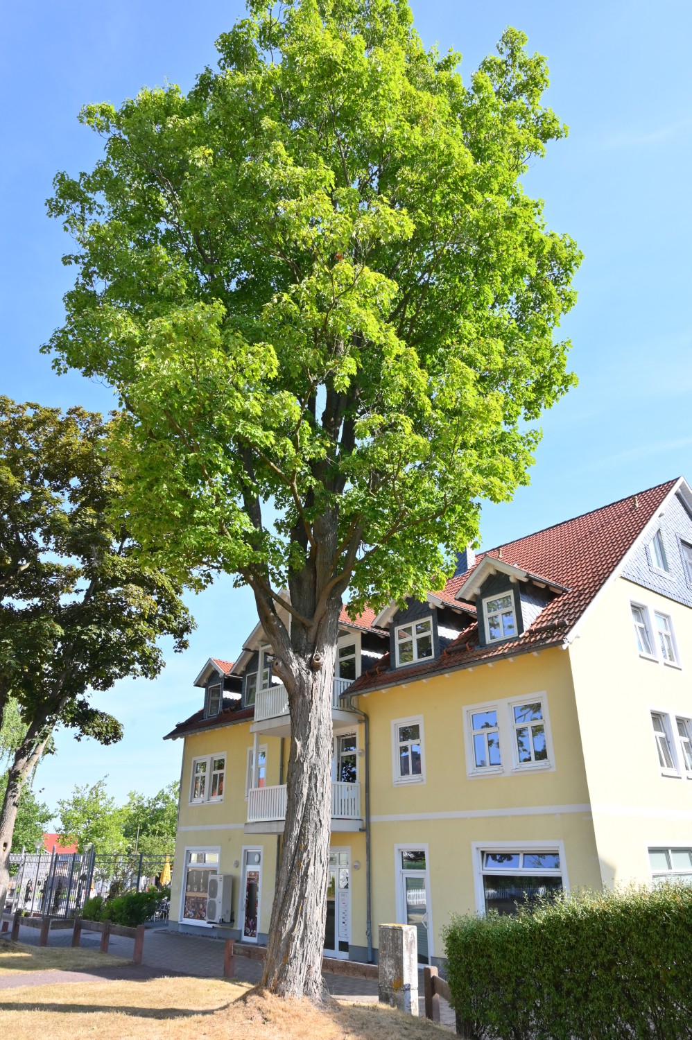 Acer saccharum - Bad Tabarz - 2022