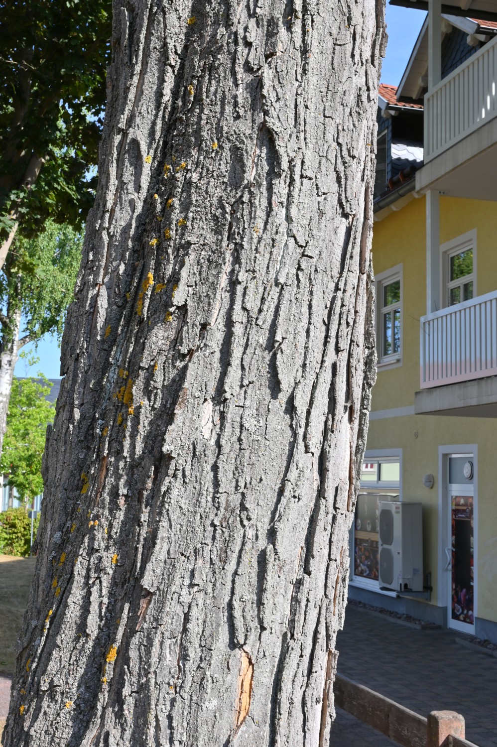 Acer saccharum - Bad Tabarz - 2022