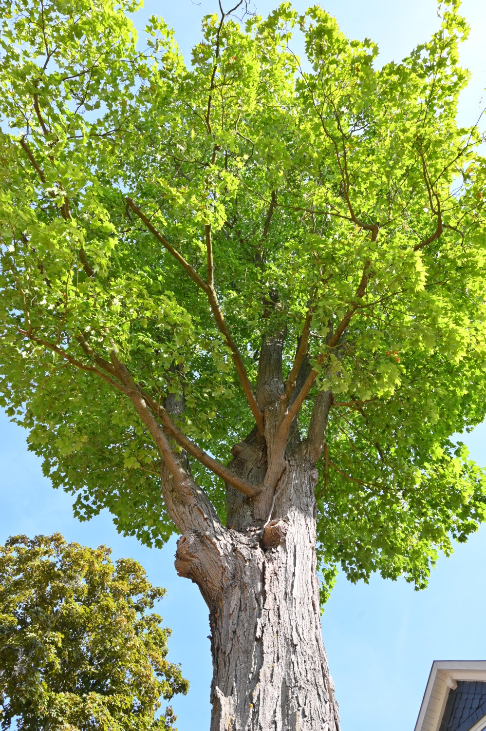 Acer saccharum - Bad Tabarz - 2022