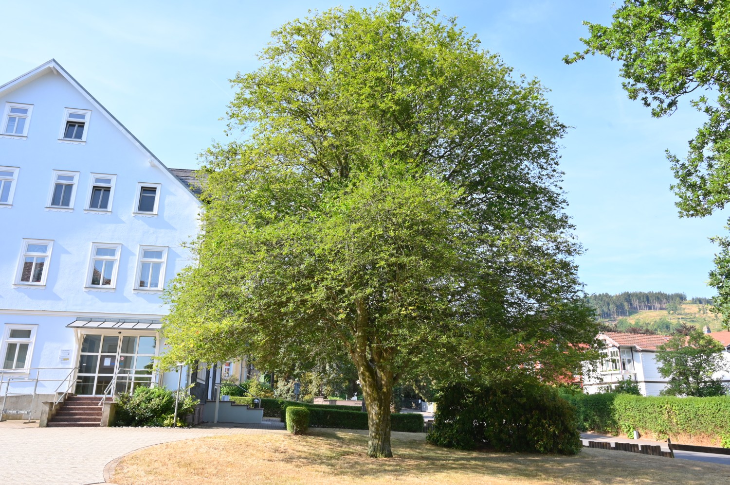 Carpinus betulus 'Quercifolia' - Bad Tabarz - 2022