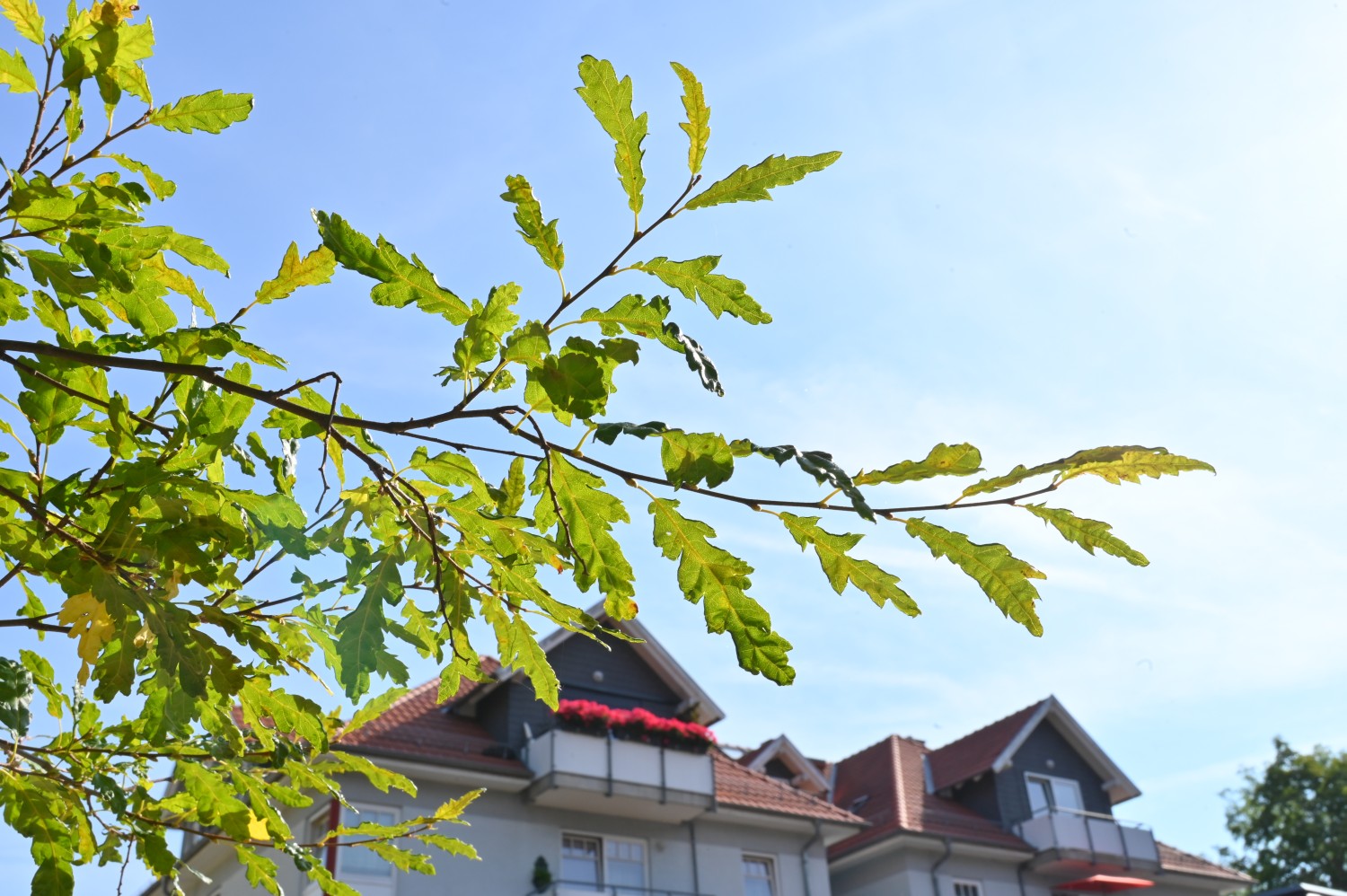 Carpinus betulus 'Quercifolia' - Bad Tabarz - 2022