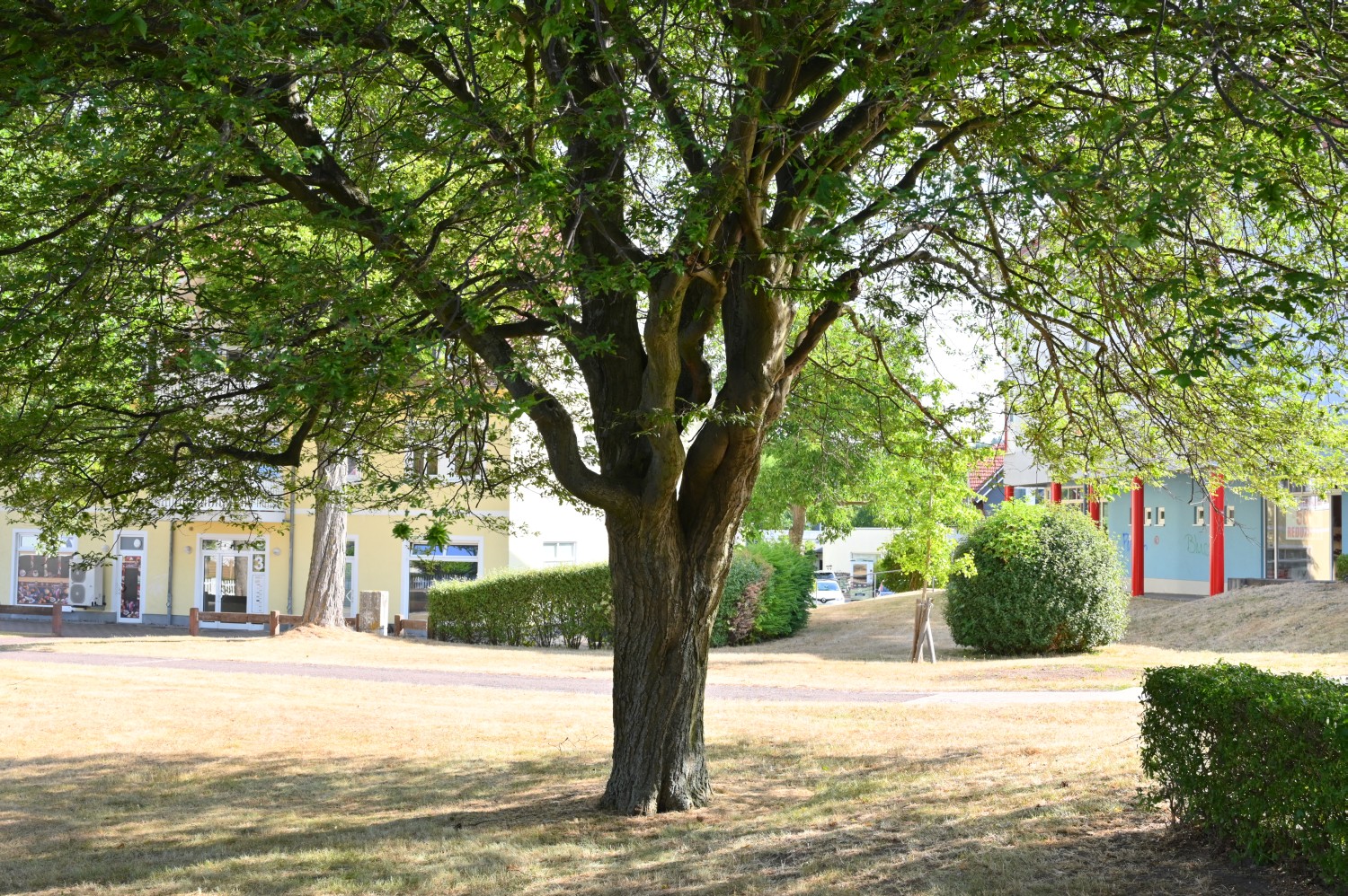 Carpinus betulus 'Quercifolia' - Bad Tabarz - 2022