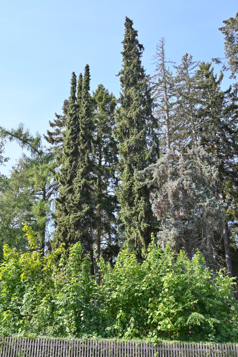 Picea omorika - Bad Tabarz - 2022