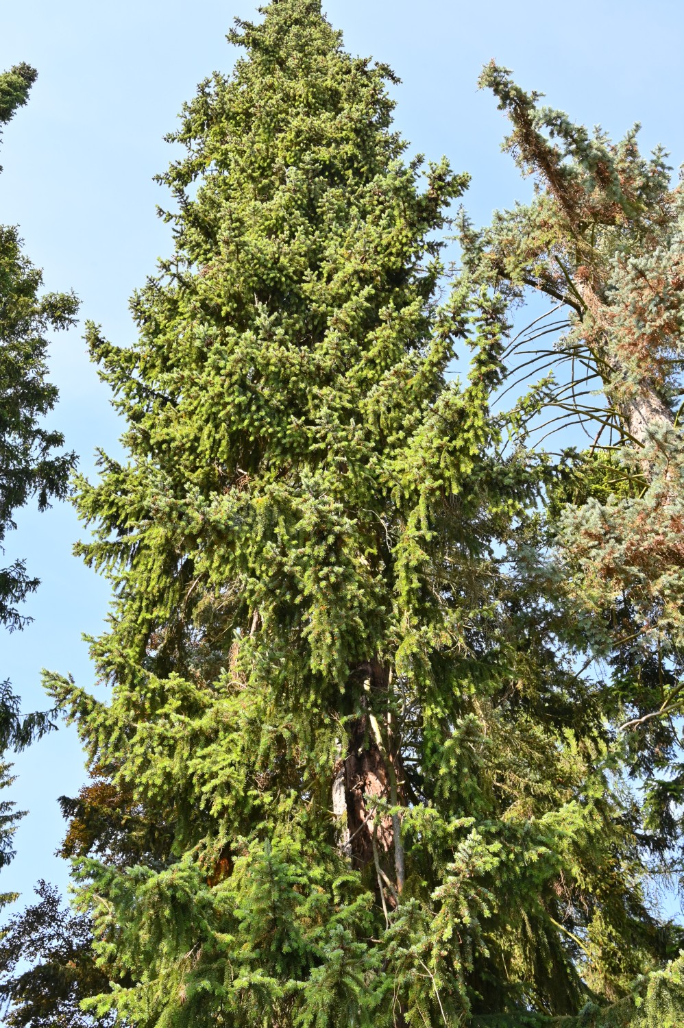 Picea omorika - Bad Tabarz - 2022