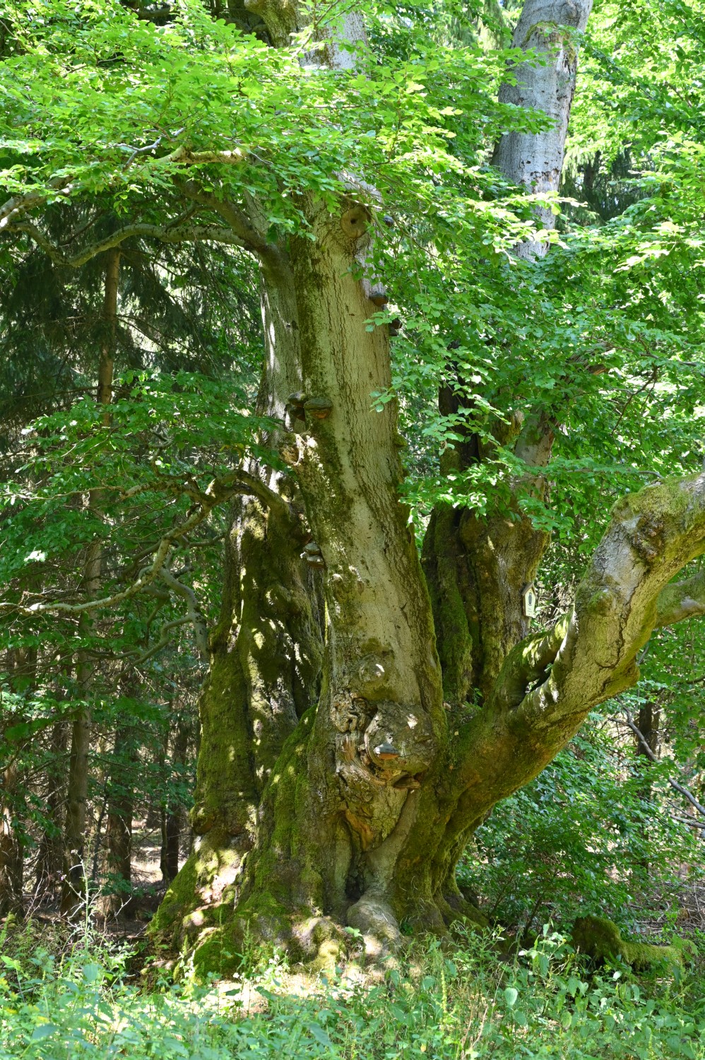 Fagus sylvatica - Bad Tabarz, Tanzbuche - 2022