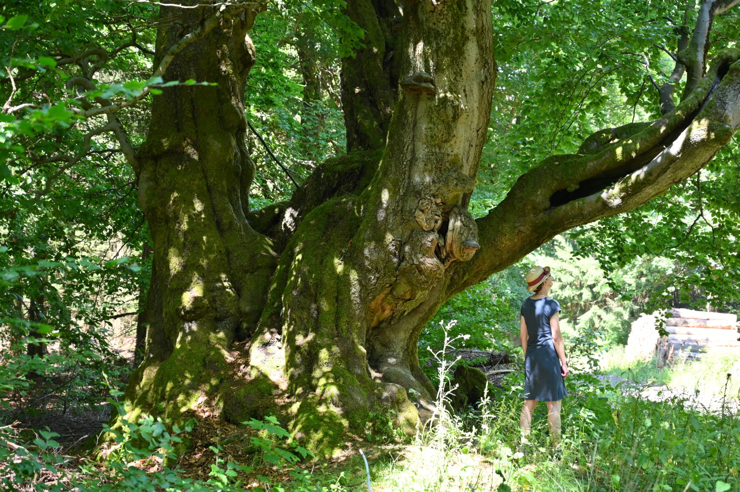 Fagus sylvatica - Bad Tabarz, Tanzbuche - 2022