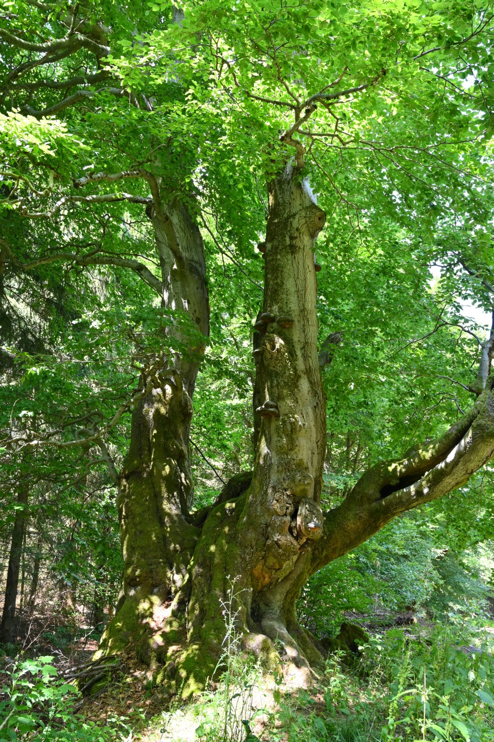 Fagus sylvatica - Bad Tabarz, Tanzbuche - 2022