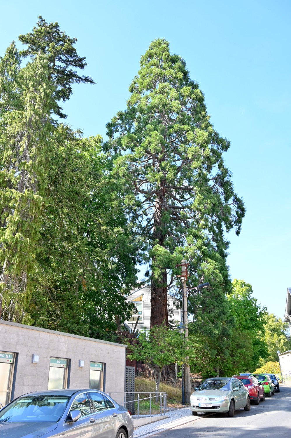 Sequoiadendron giganteum - Friedrichroda, Kurpark - 2022