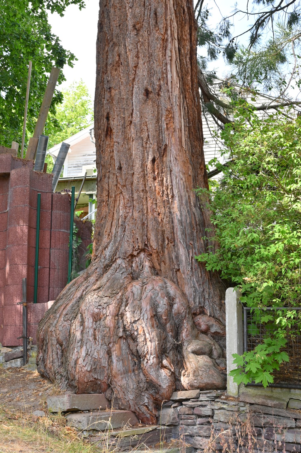 Sequoiadendron giganteum - Friedrichroda, Kurpark - 2022