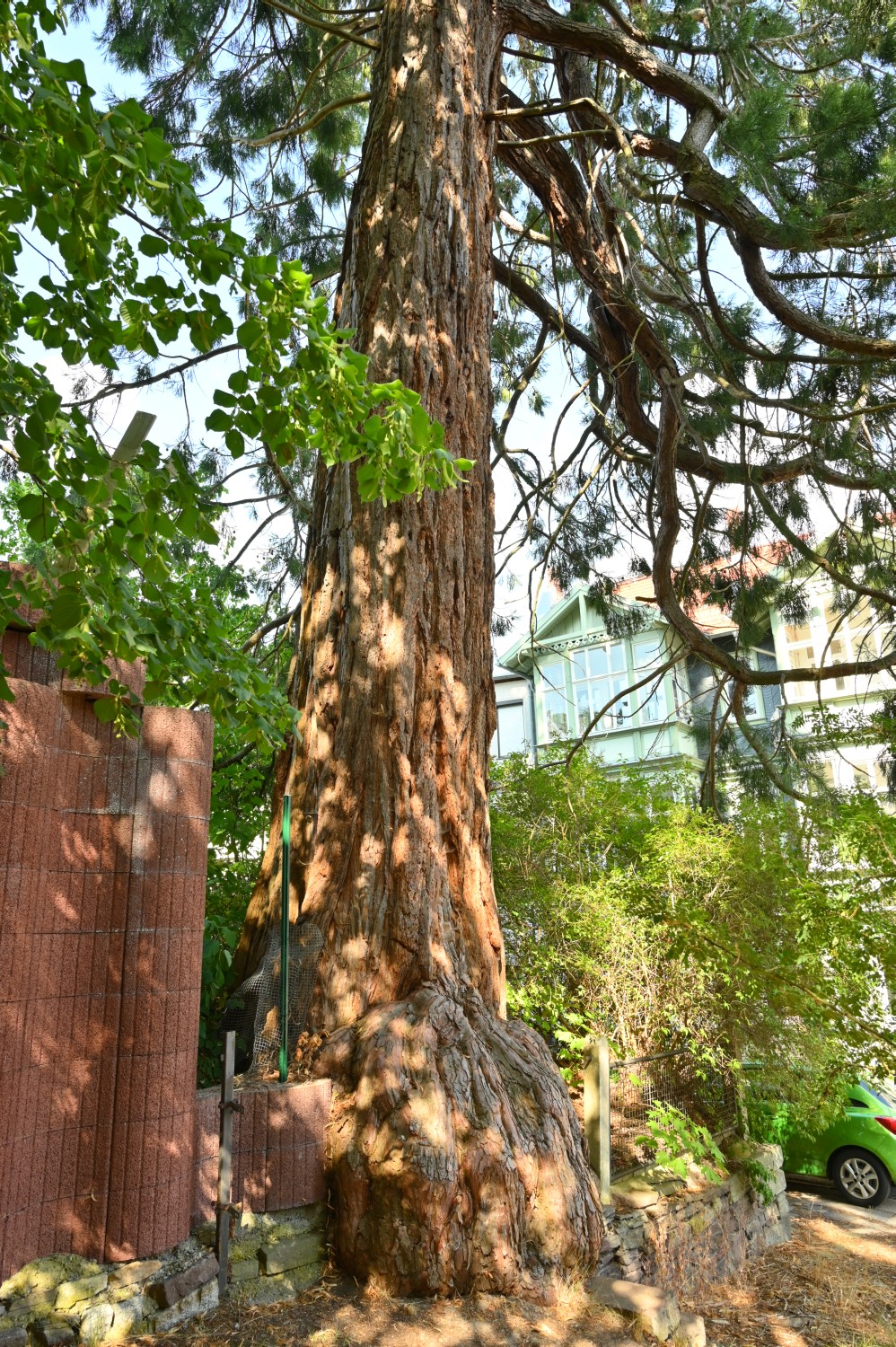 Sequoiadendron giganteum - Friedrichroda, Kurpark - 2022