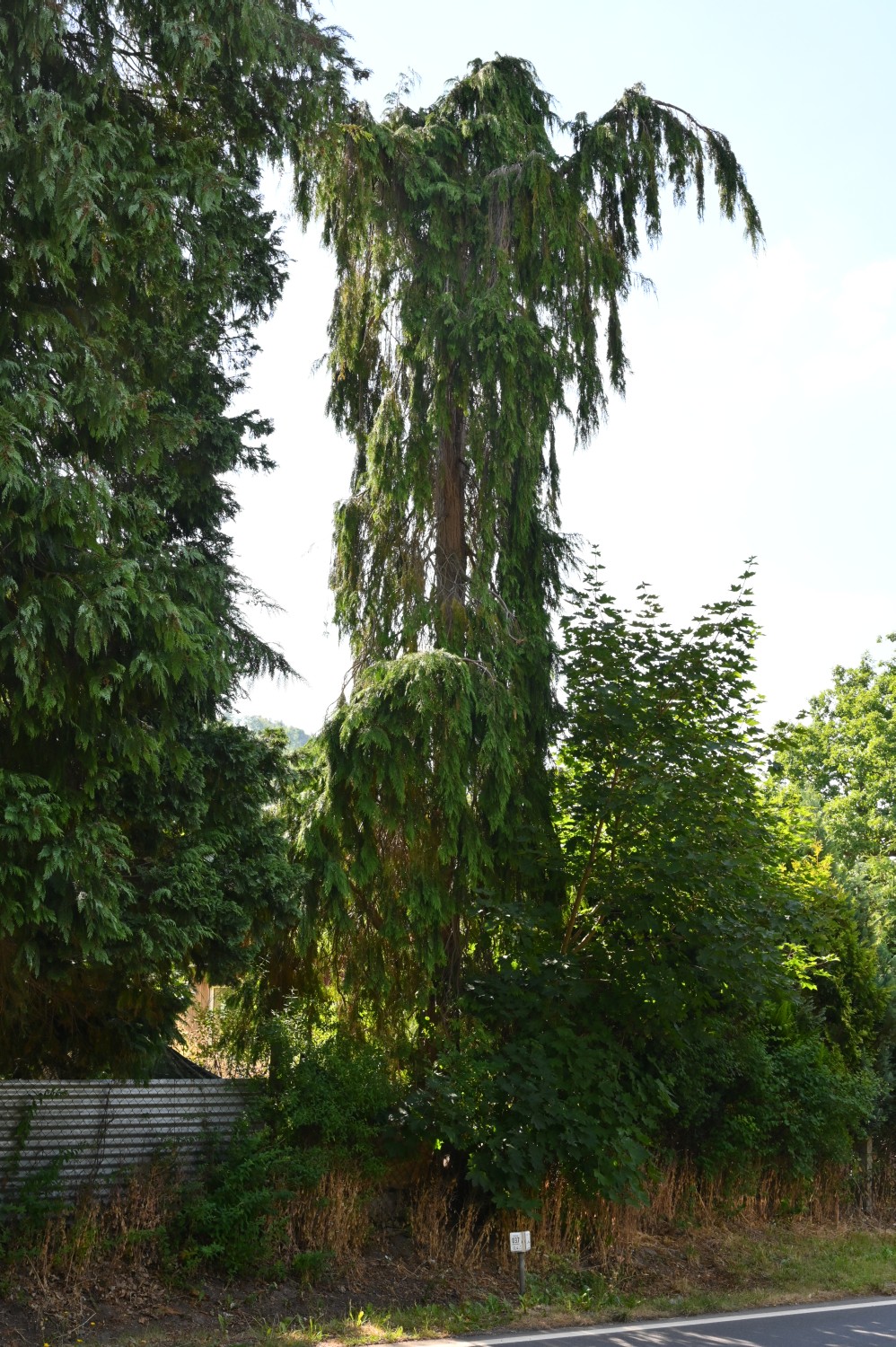 Chamaecyparis lawsoniana 'Pendula' - Friedrichroda, Kurpark - 2022