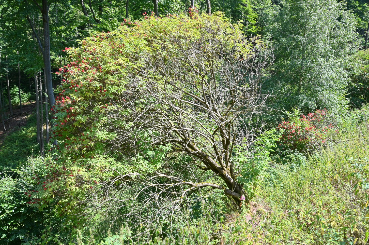 Sambucus racemosa - Friedrichroda, Simmelsberg - 2022