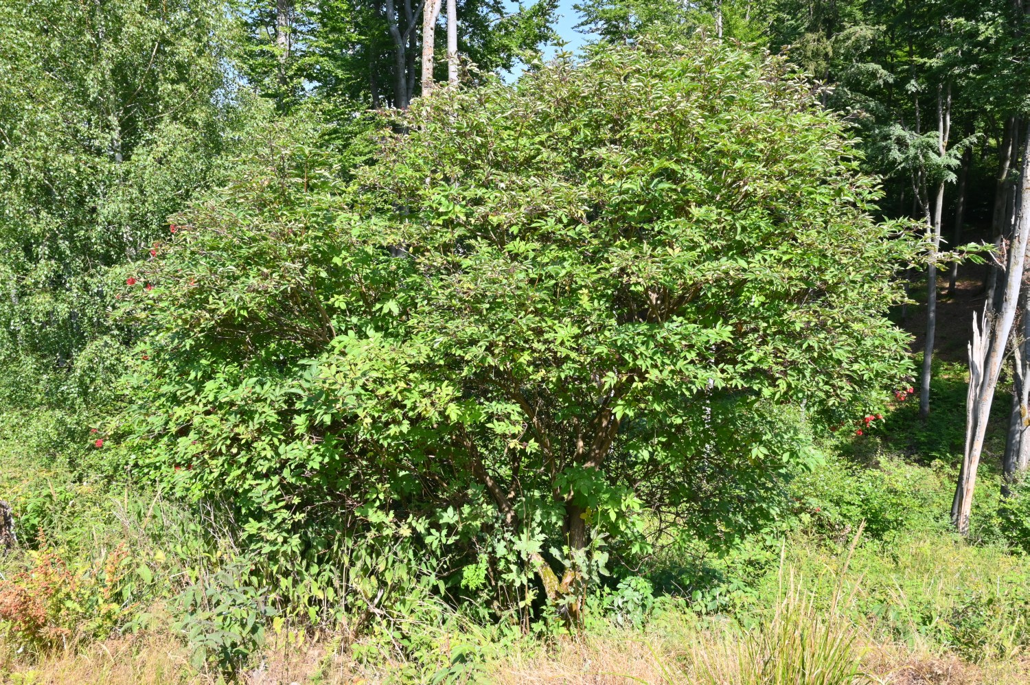 Sambucus racemosa - Friedrichroda, Simmelsberg - 2022