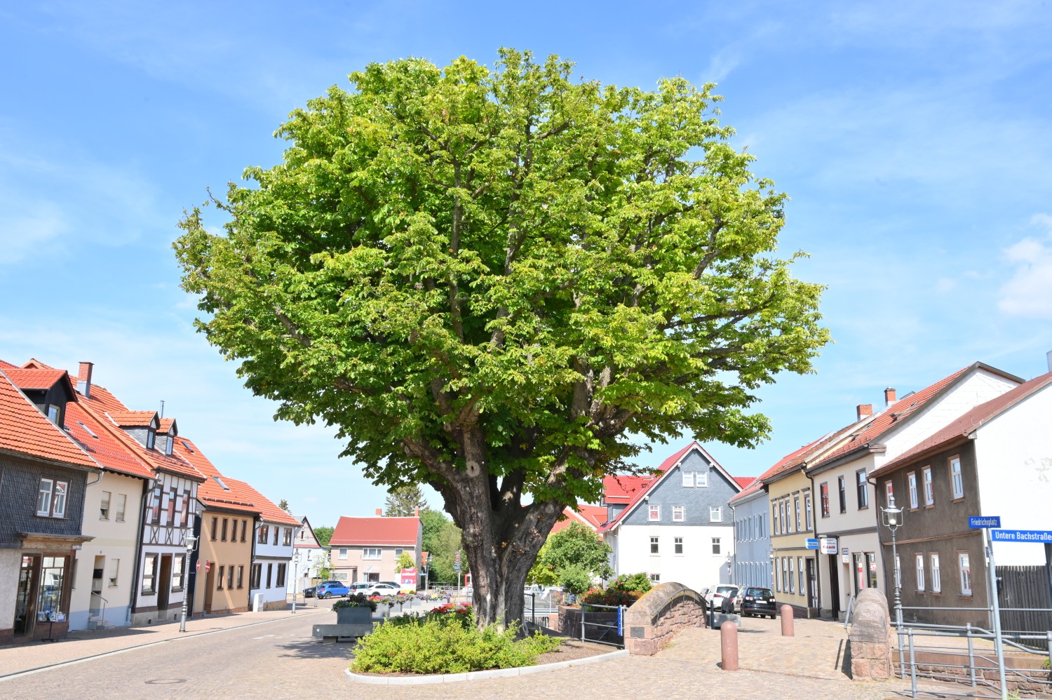 Aesculus hippocastanum - Friedrichroda, Friedrichsplatz - 2022