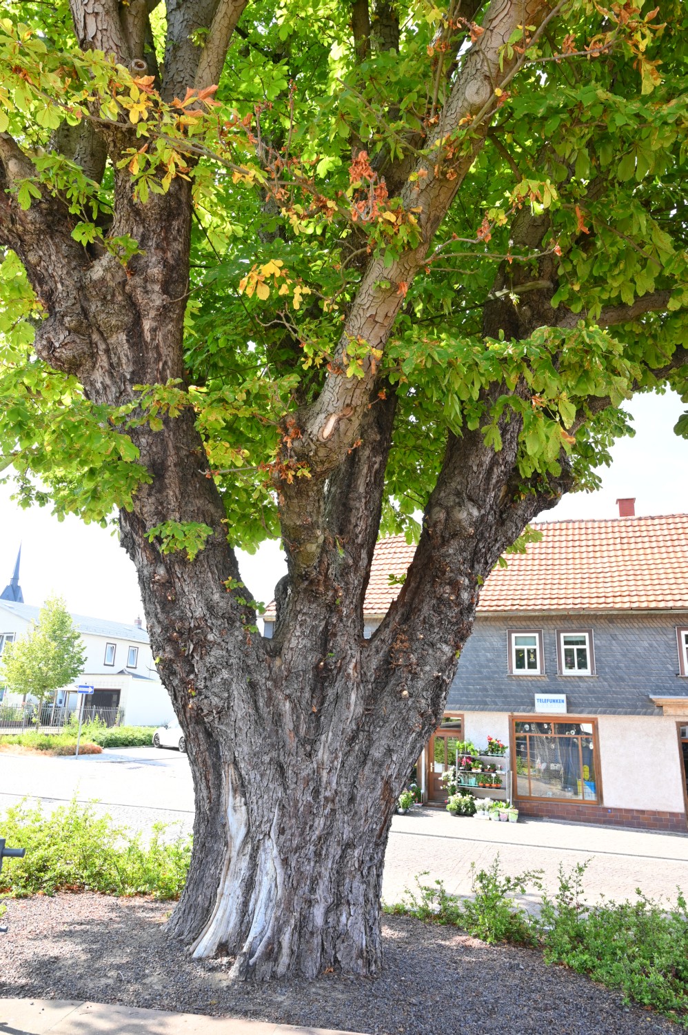 Aesculus hippocastanum - Friedrichroda, Friedrichsplatz - 2022