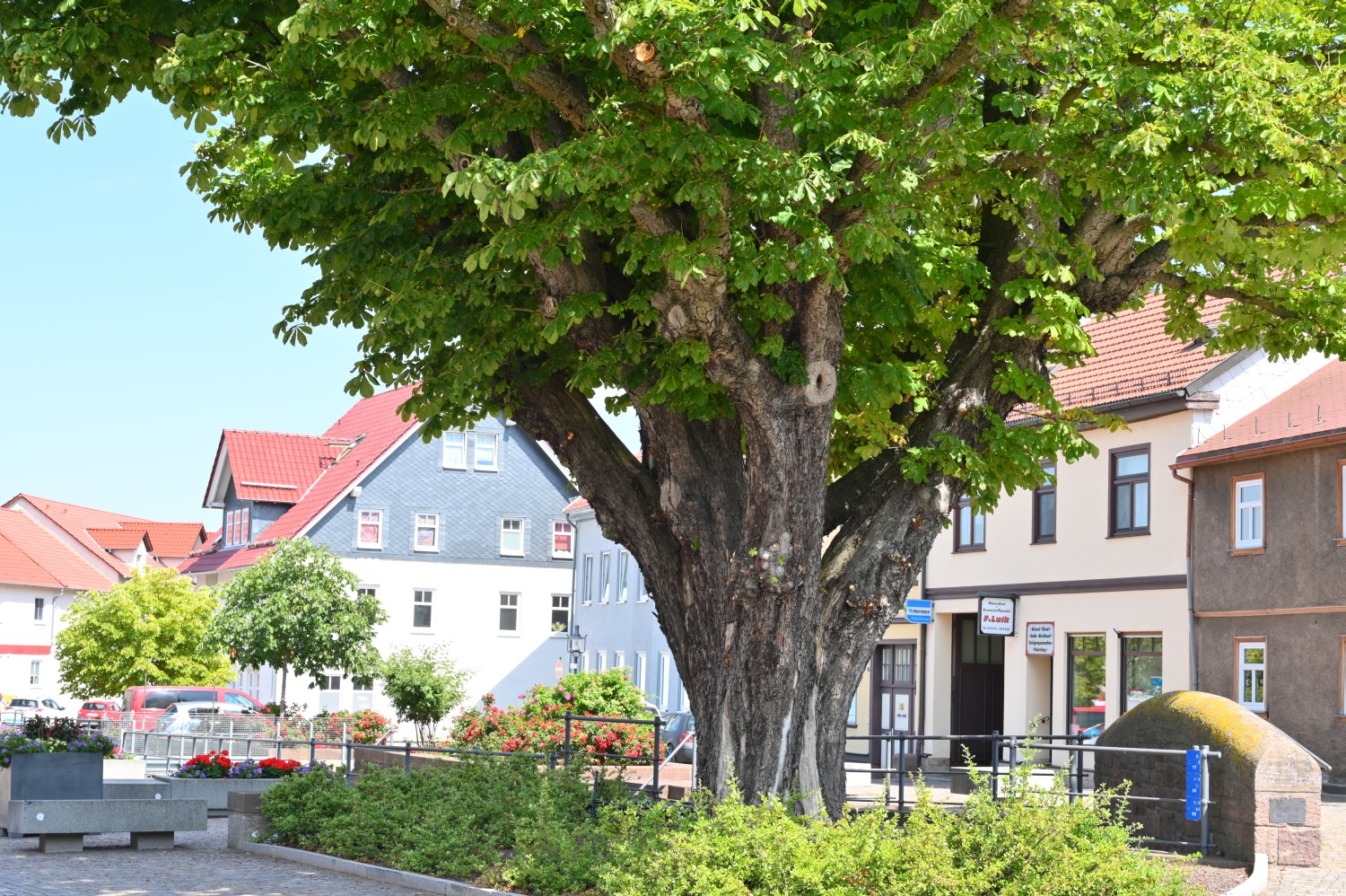 Aesculus hippocastanum - Friedrichroda, Friedrichsplatz - 2022