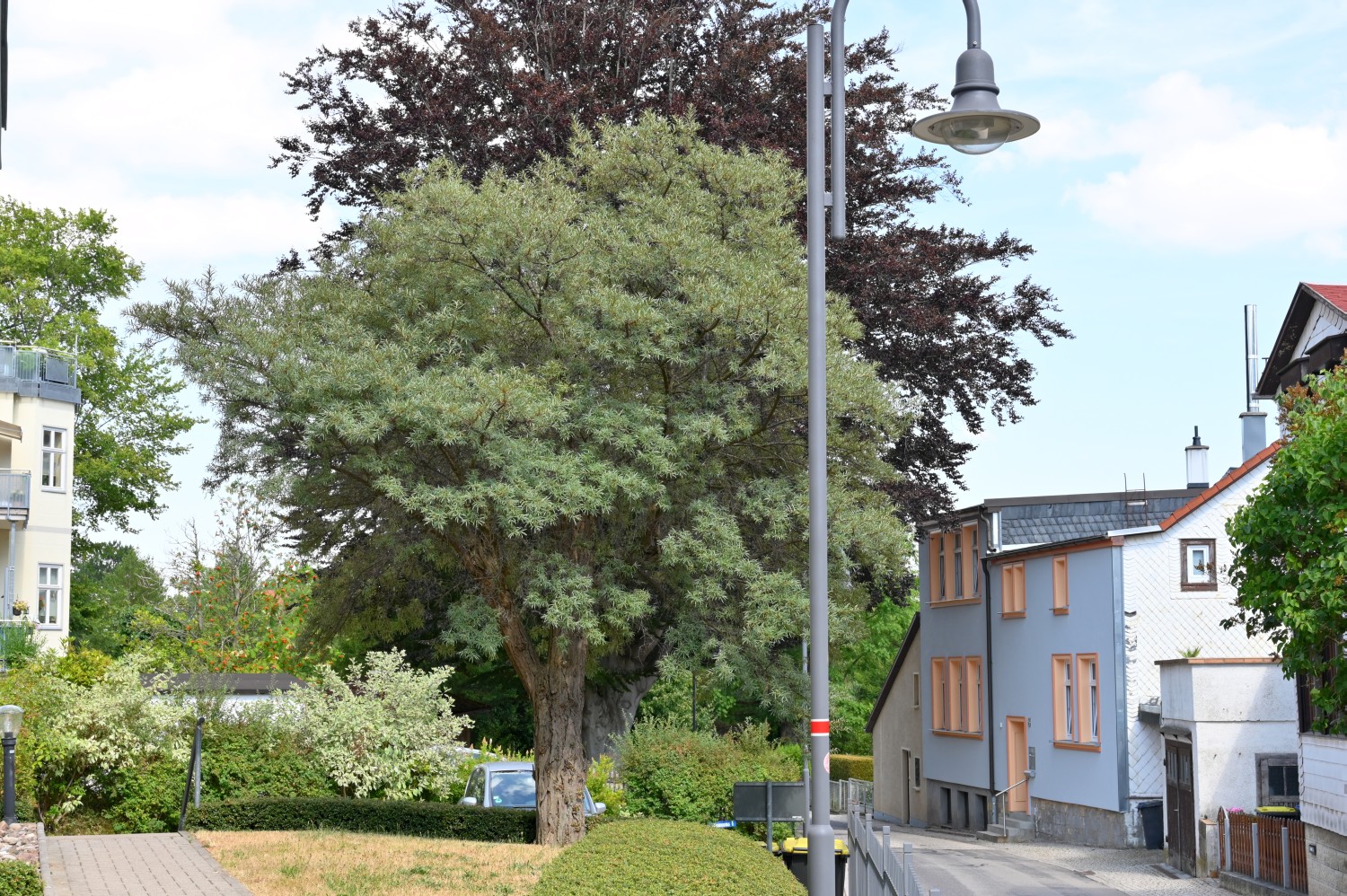 Hippophae rhamnoides - Friedrichroda, Wilhelmstraße - 2022