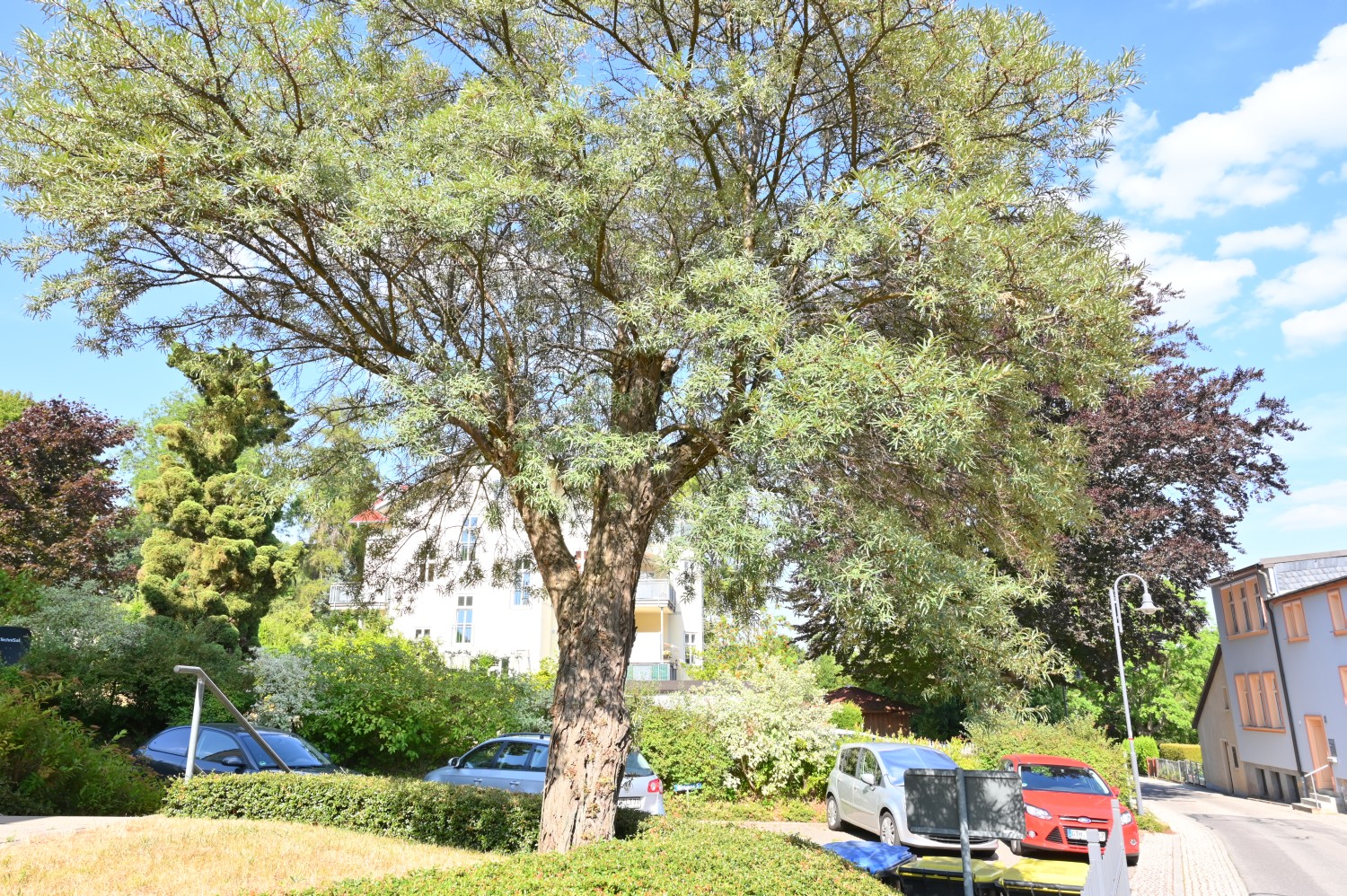 Hippophae rhamnoides - Friedrichroda, Wilhelmstraße - 2022