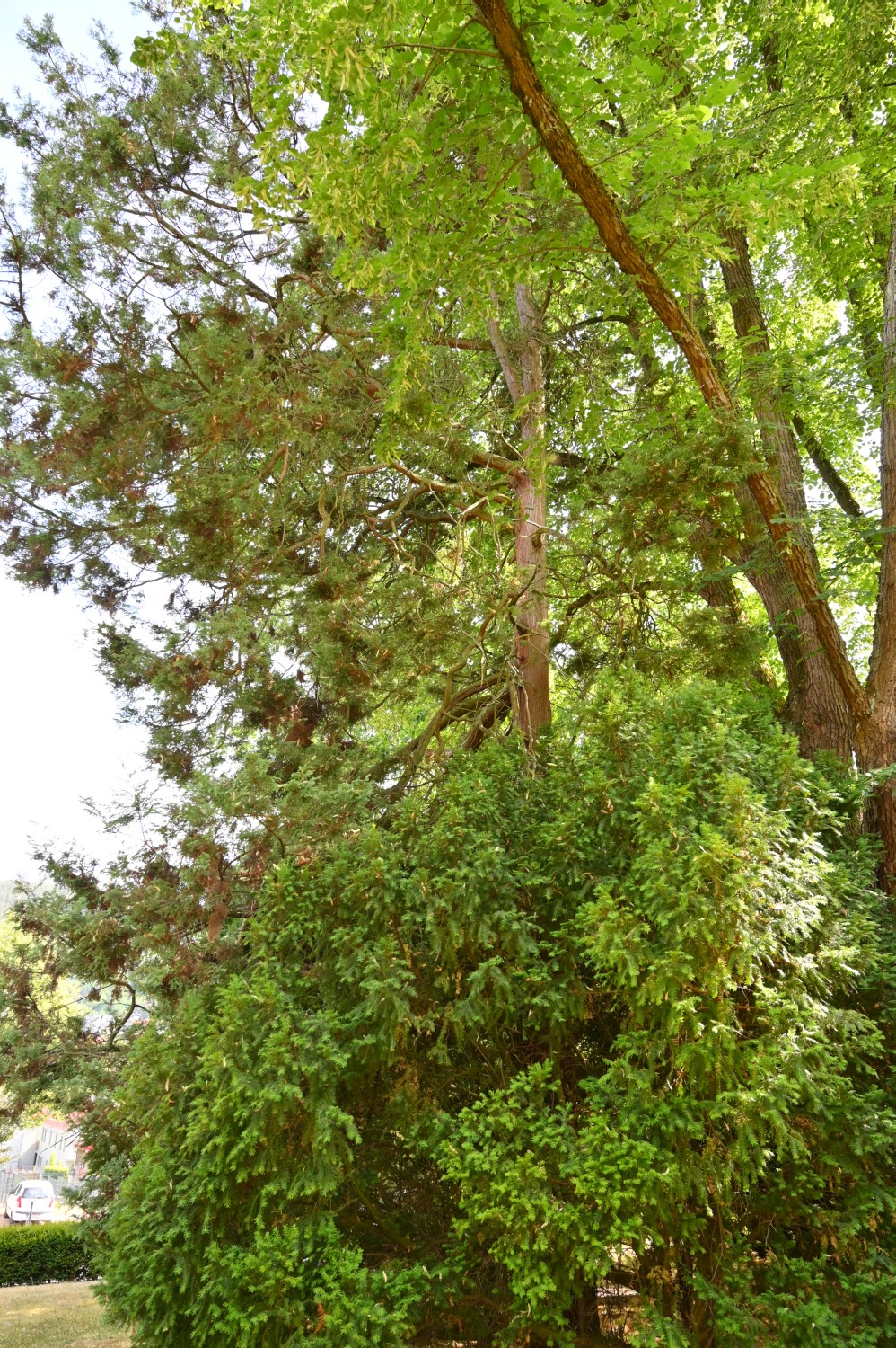 Chamaecyparis pisifera 'Squarrosa' - Friedrichroda, Friedenspark - 2022