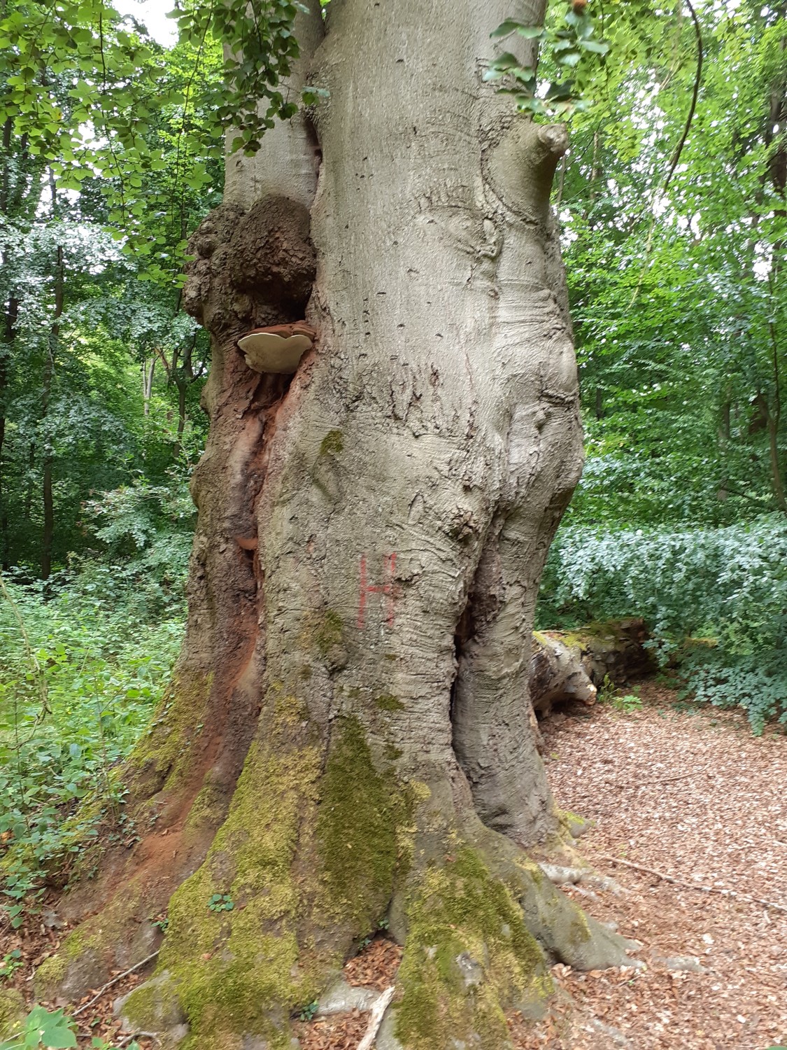 Fagus sylvatica - Bokeloh - 2020