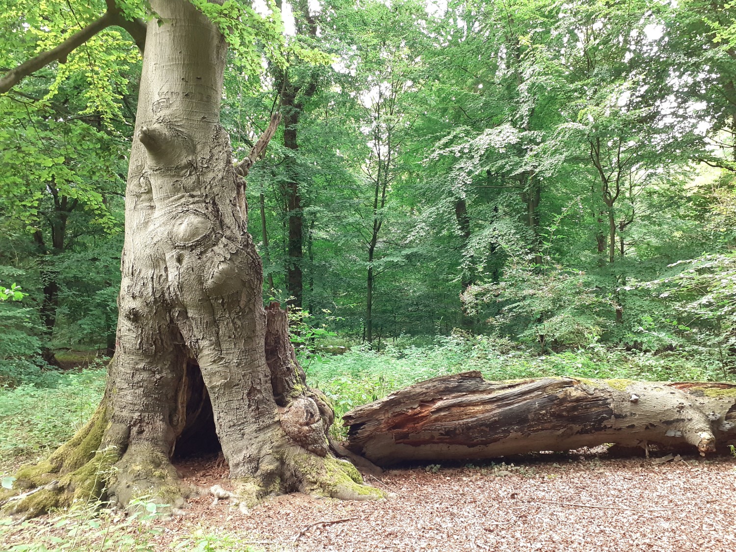 Fagus sylvatica - Bokeloh - 2020