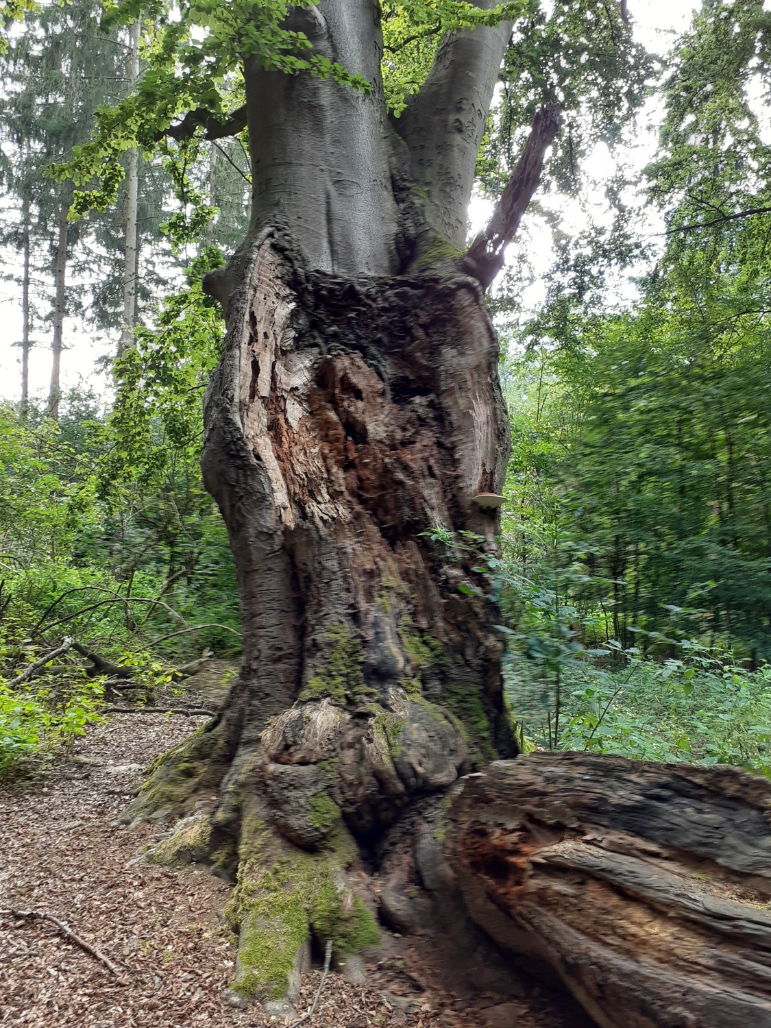 Fagus sylvatica - Bokeloh - 2020