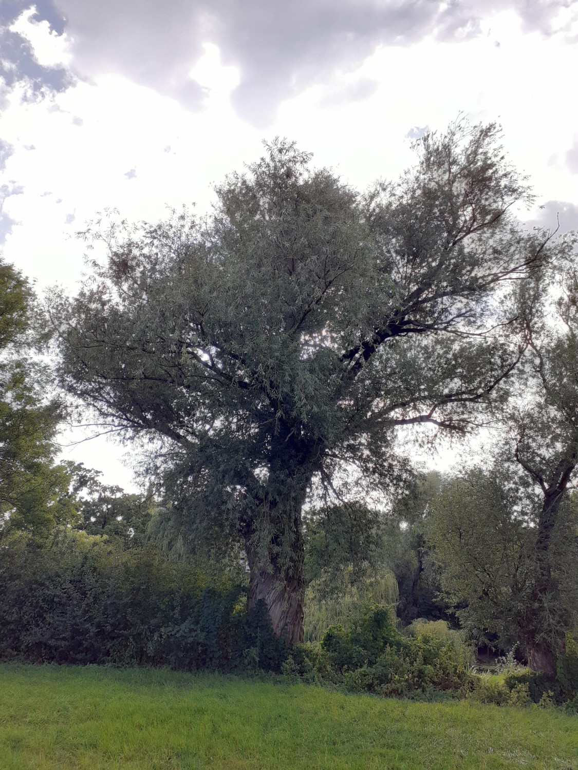 Salix alba - Luthe - 2020