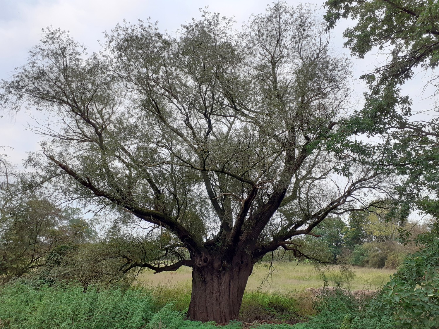 Salix alba - Frankenfeld - 2020