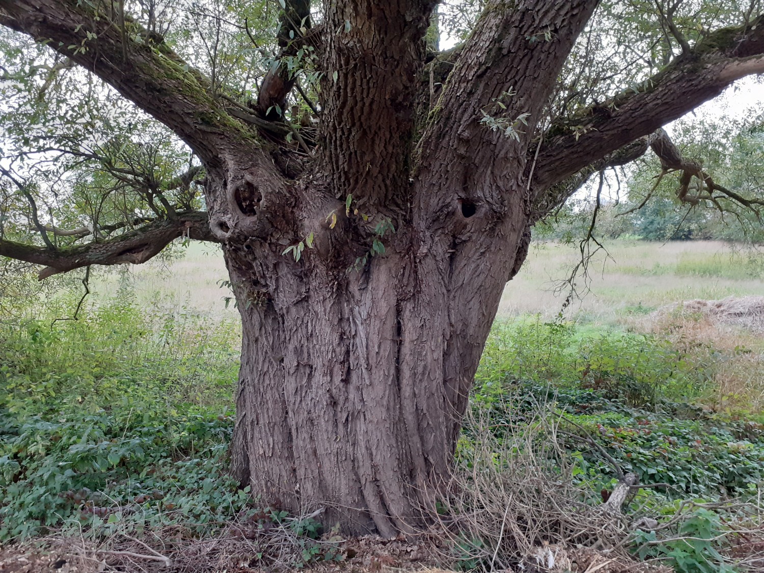 Salix alba - Frankenfeld - 2020