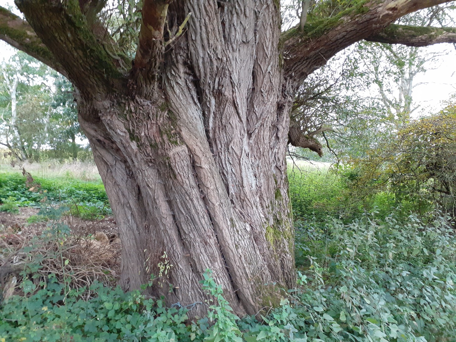 Salix alba - Frankenfeld - 2020