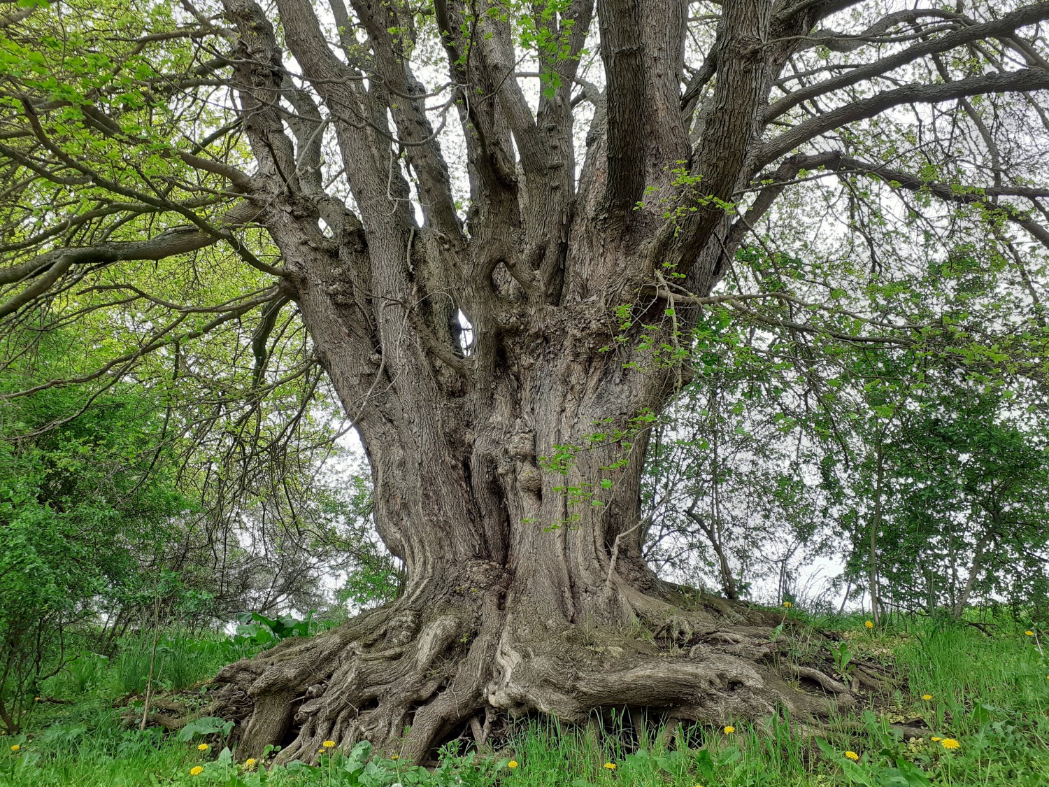 Acer campestre - Mariensee - 2021