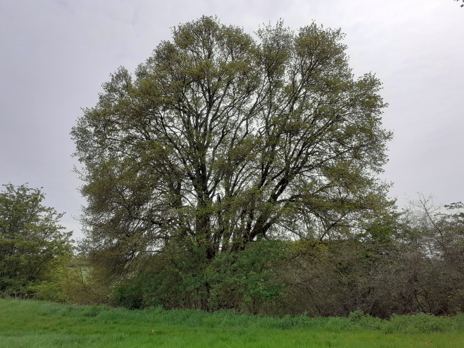 Acer campestre - Mariensee - 2021