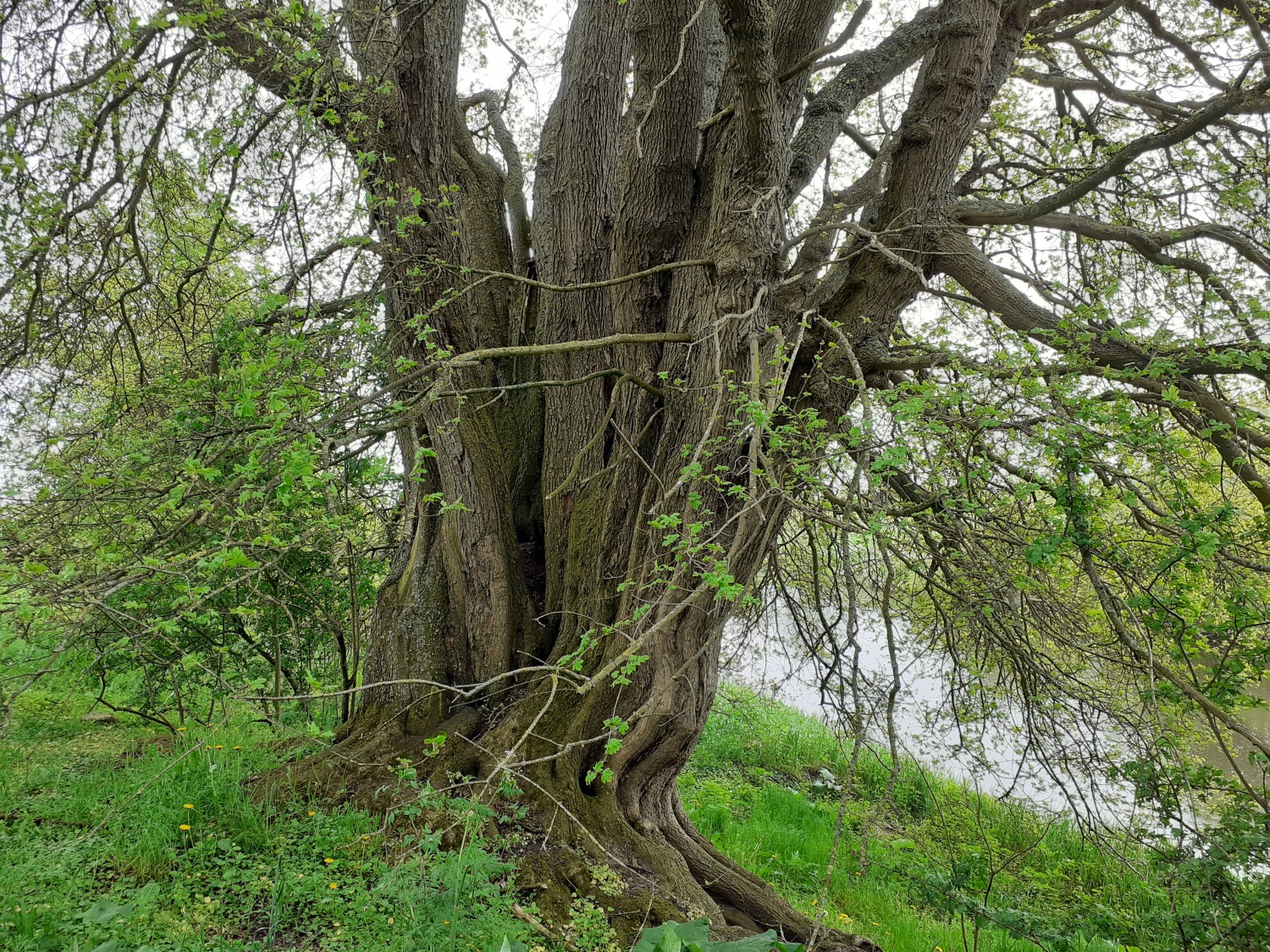 Acer campestre - Mariensee - 2021