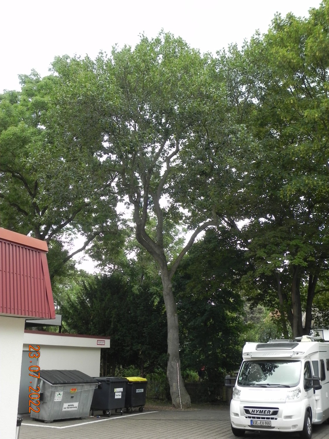 Fraxinus exclesior 'Diversifolia' - Gotha - 2022