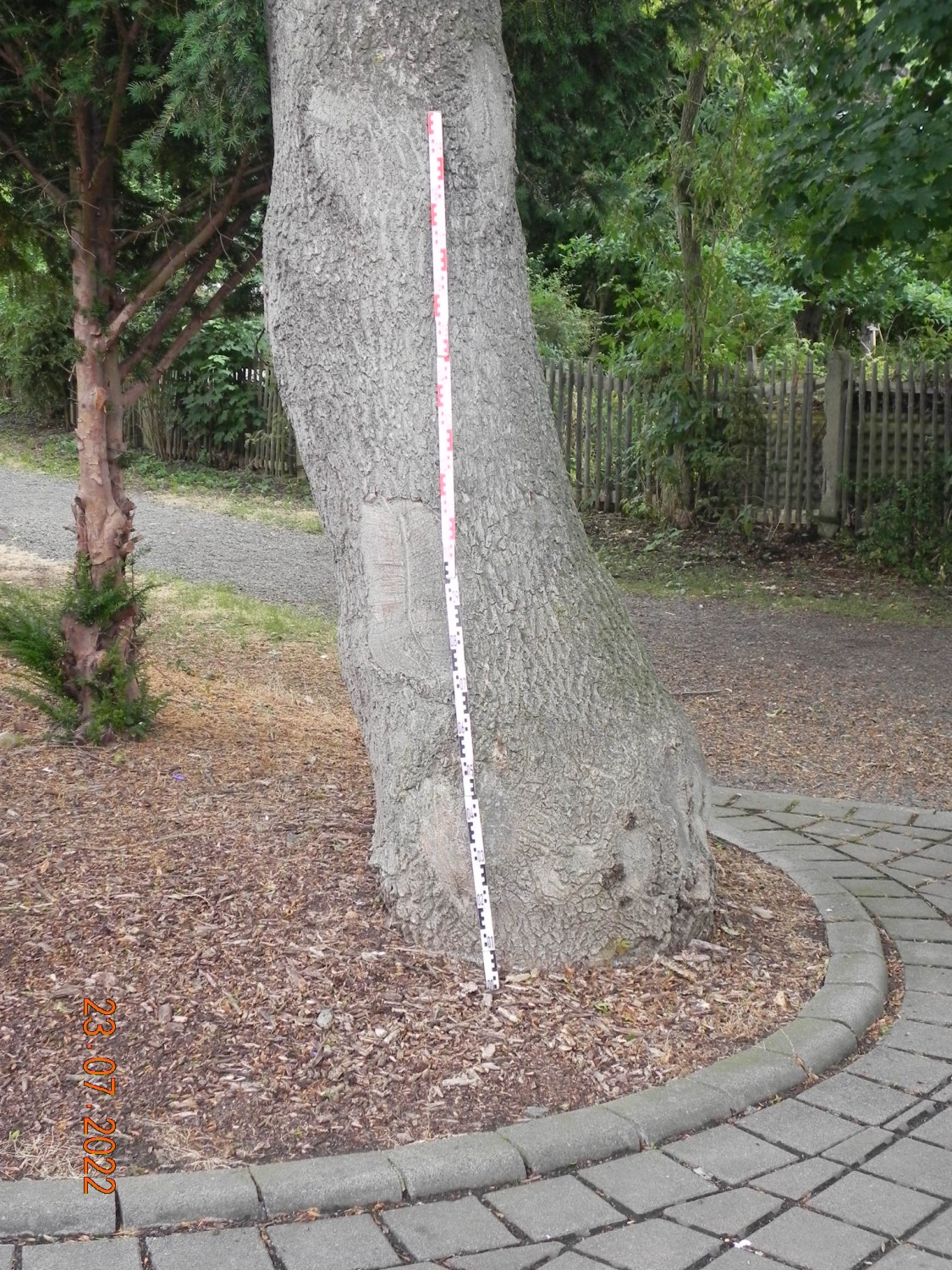 Fraxinus exclesior 'Diversifolia' - Gotha - 2022