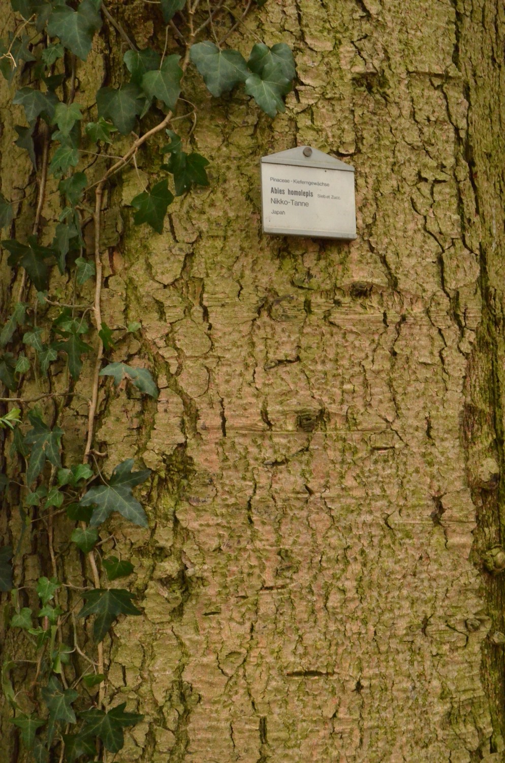 Abies homolepis - Stuttgart-Hohenheim - 2021
