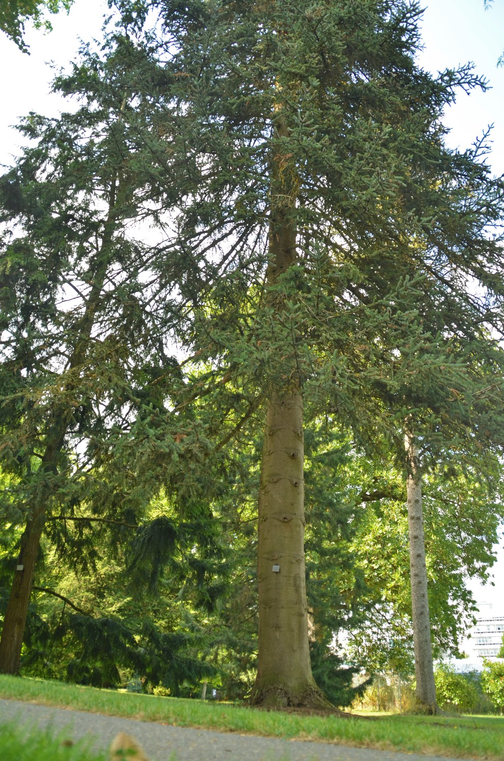 Abies numidica - Stuttgart-Hohenheim - 2022