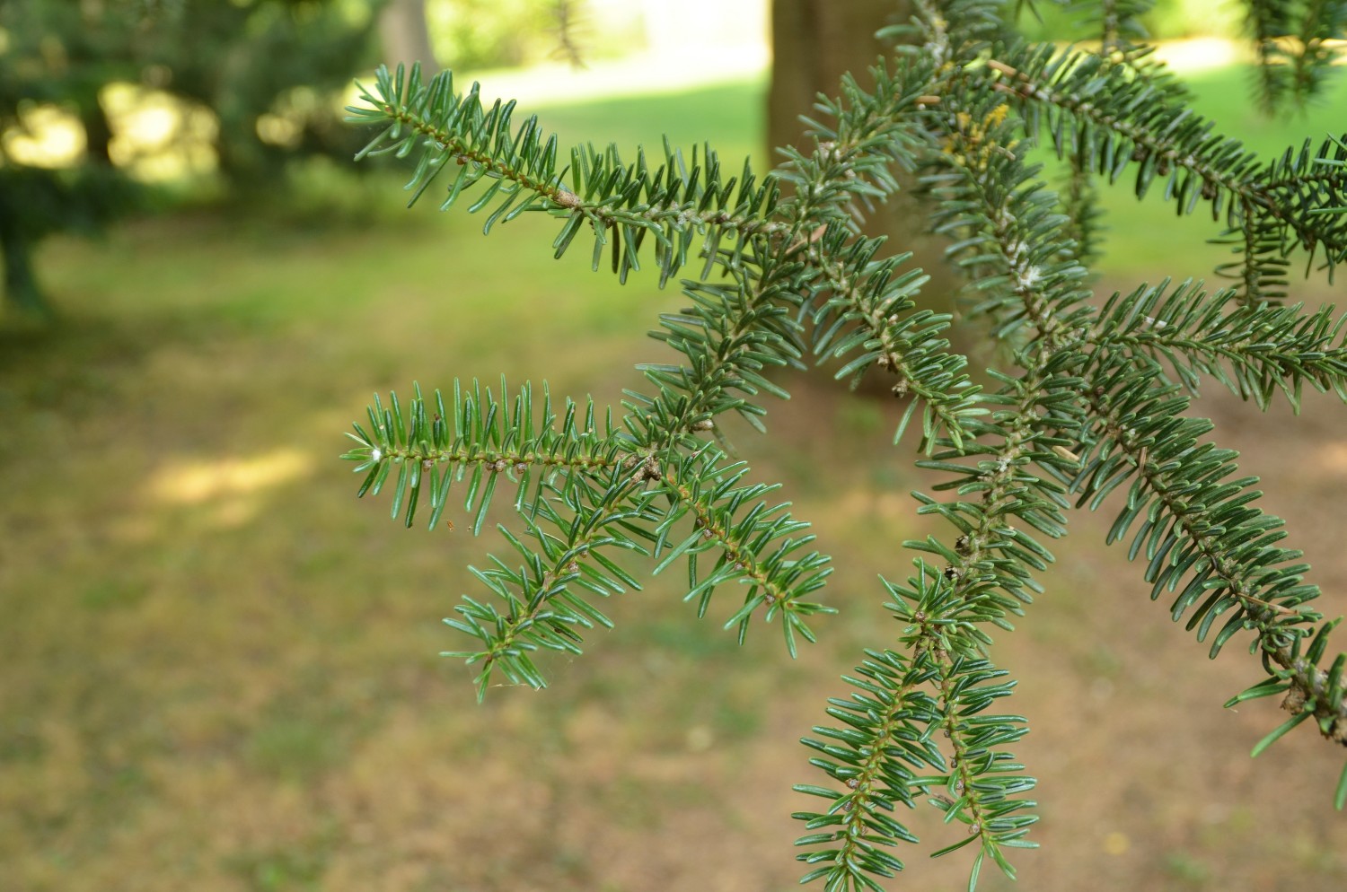 Abies numidica - Stuttgart-Hohenheim - 2022