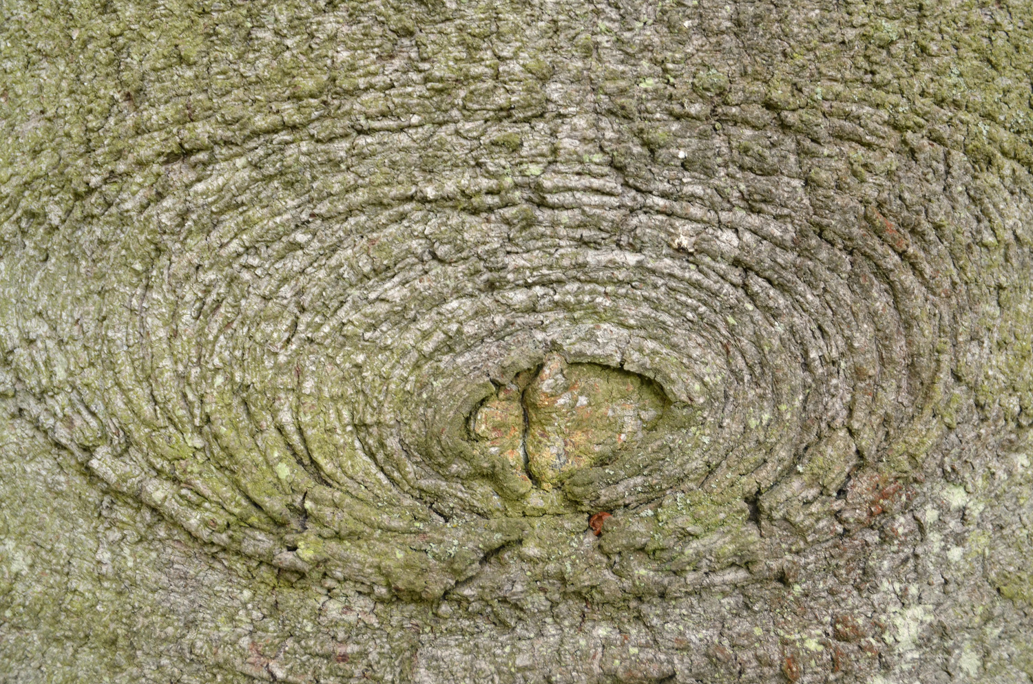 Abies numidica - Stuttgart-Hohenheim - Sept. 2023