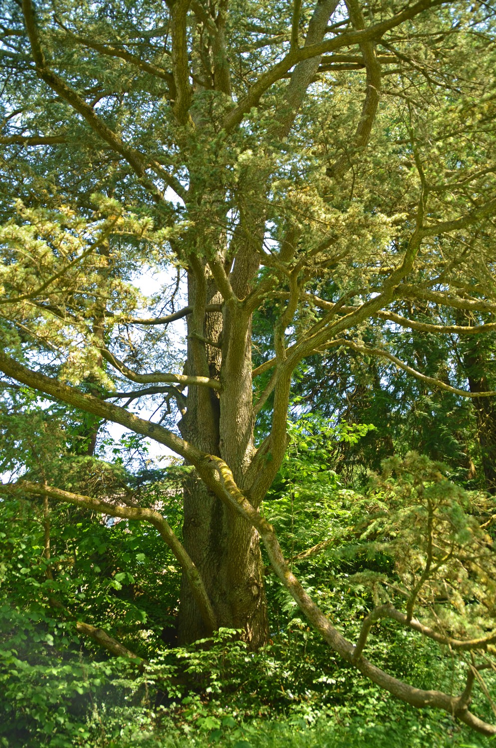 Cedrus atlantica - Freiburg-Günterstal - 2022