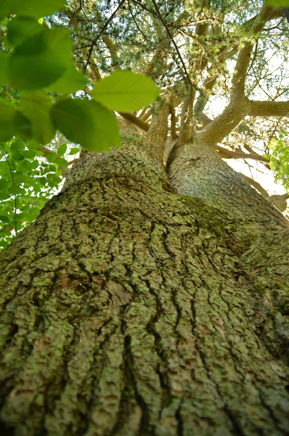 Cedrus atlantica - Freiburg-Günterstal - 2022