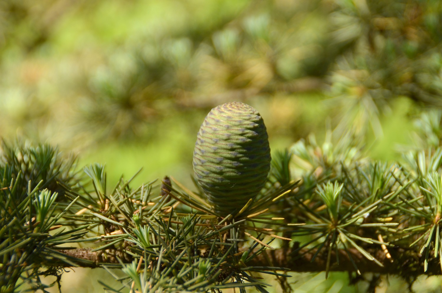 Cedrus atlantica - Freiburg-Günterstal - 2022