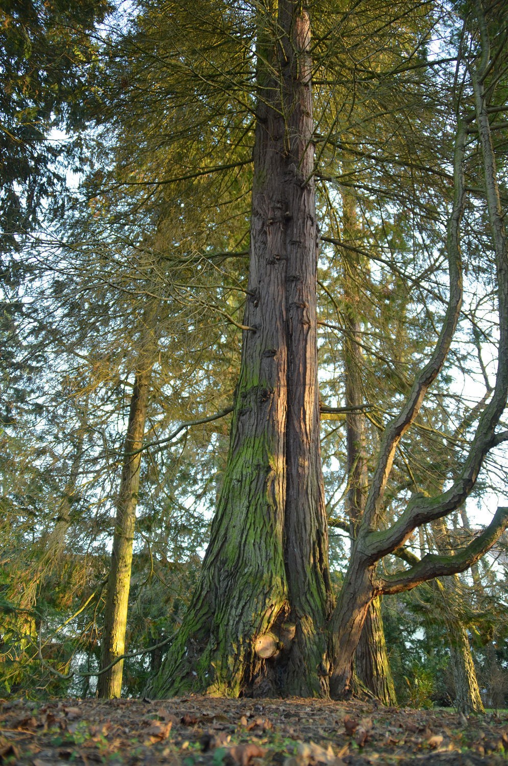 Chamaecyparis thyoides 'Andelyensis' - Stuttgart-Hohenheim - Febr. 2023