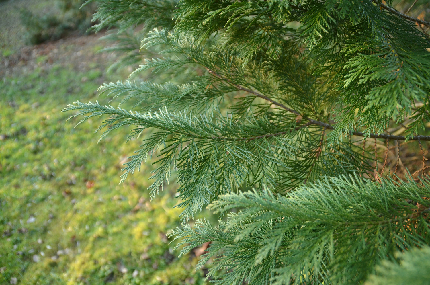 Chamaecyparis thyoides 'Andelyensis' - Stuttgart-Hohenheim - Febr. 2023